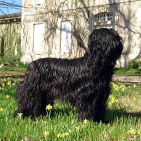 Vestale Noire de la Tour St-Genin