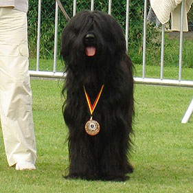 Vestale au Nationale d'Élevage Belge 2008 à Genappe