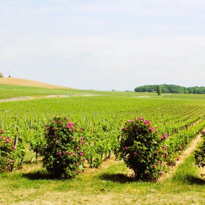 Printemps vignes
